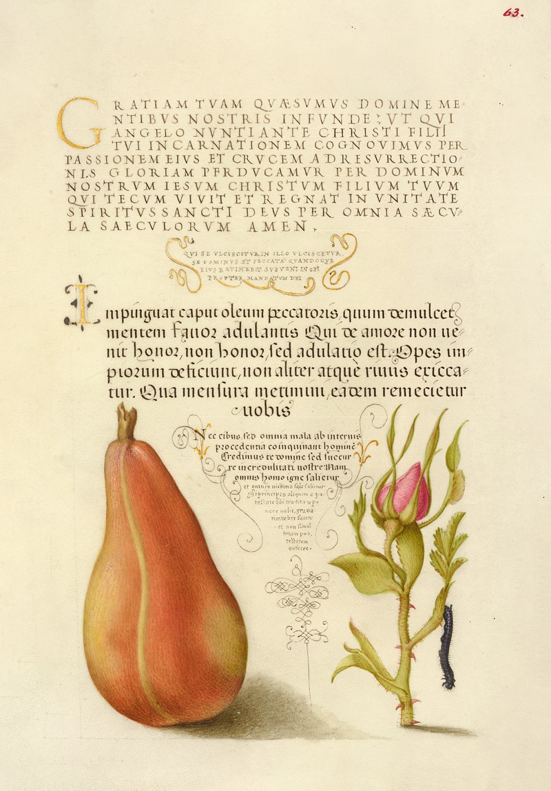 Joris Hoefnagel - Pear, French Rose, and Caterpillar
