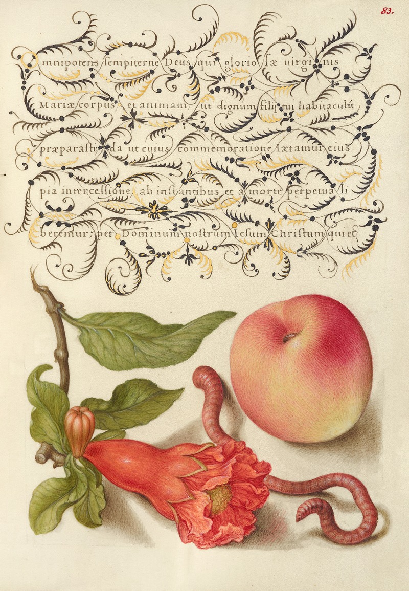 Joris Hoefnagel - Pomegranate, Worm, and Peach