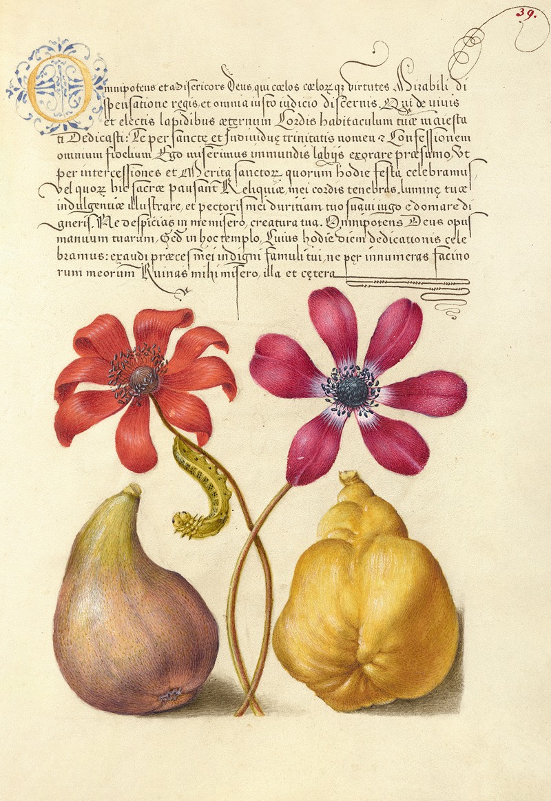 Joris Hoefnagel - Poppy Anemones, Caterpillar, Fig, and Quince