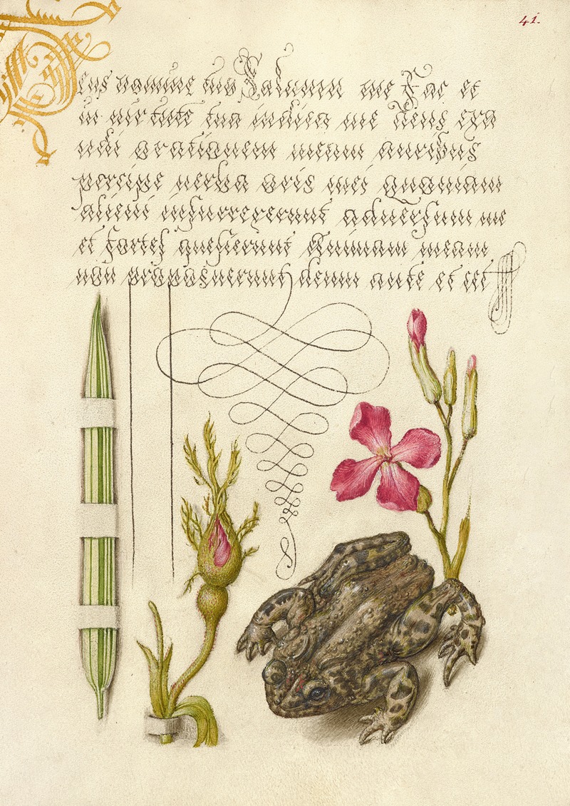 Joris Hoefnagel - Reed Grass, French Rose, Toad, and Gillyflower