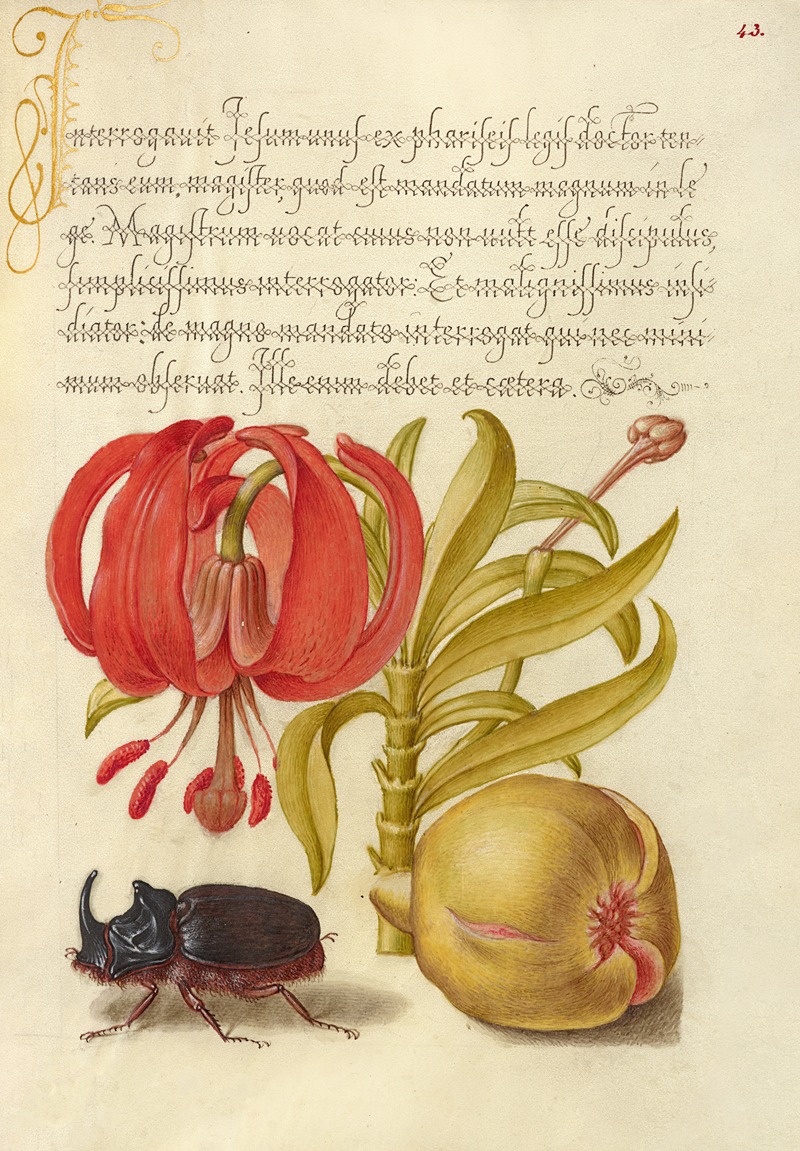 Joris Hoefnagel - Scarlet Turk’s Cap, Rhinoceros Beetle, and Pomegranate