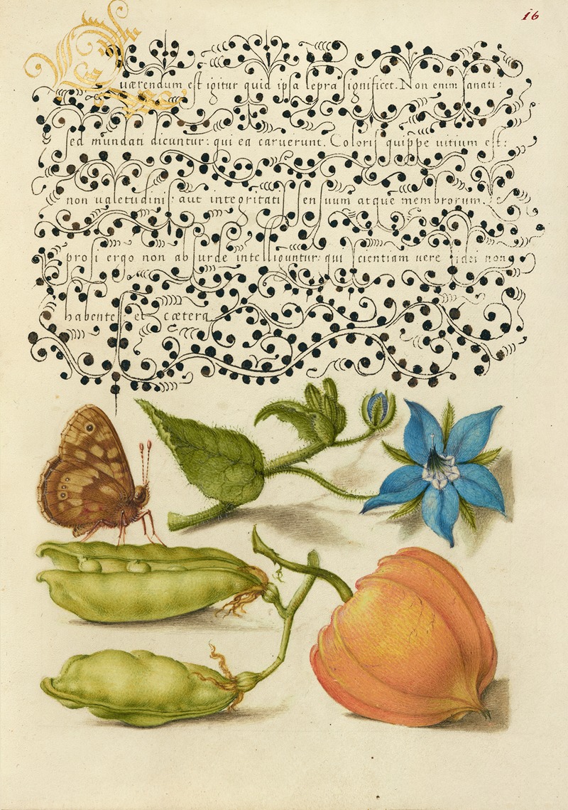 Joris Hoefnagel - Speckled Wood, Talewort, Garden Pea, and Lantern Plant