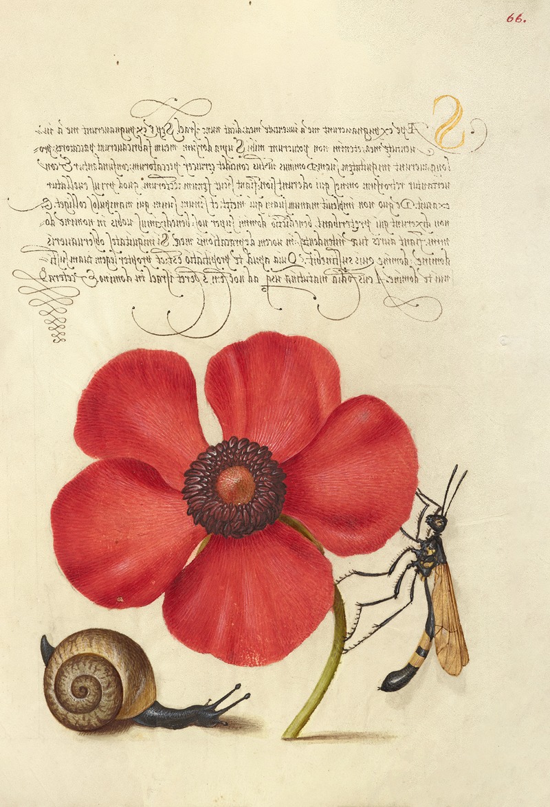 Joris Hoefnagel - Terrestrial Mollusk, Poppy Anemone, and Crane Fly