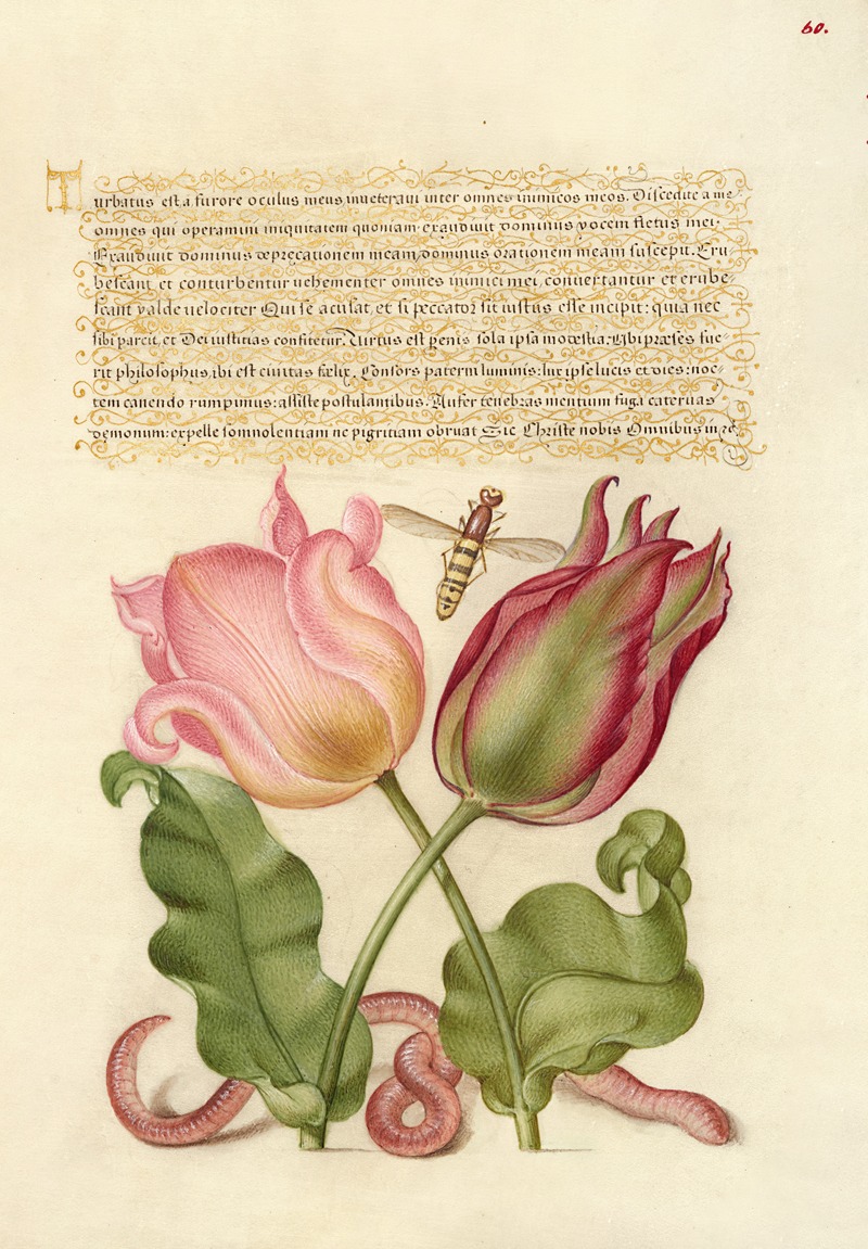 Joris Hoefnagel - Tulips, Insect, and Worm