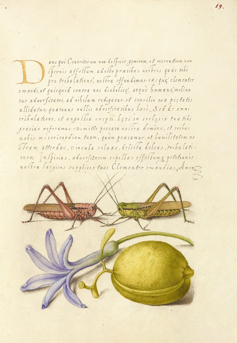 Joris Hoefnagel - Wart-Biter, Grasshopper, Hyacinth, and Almond