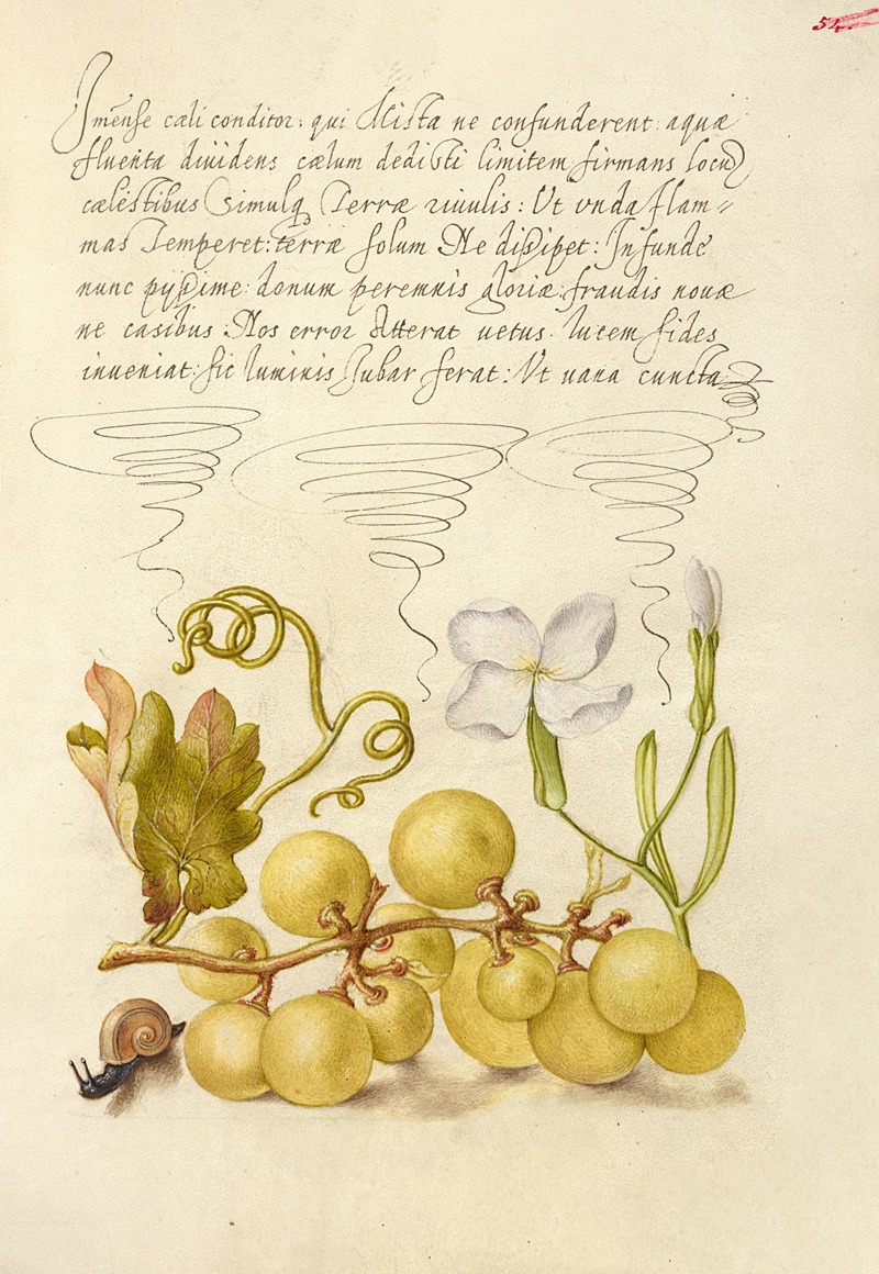 Joris Hoefnagel - Wine Grape, Gillyflower, and Land Snail