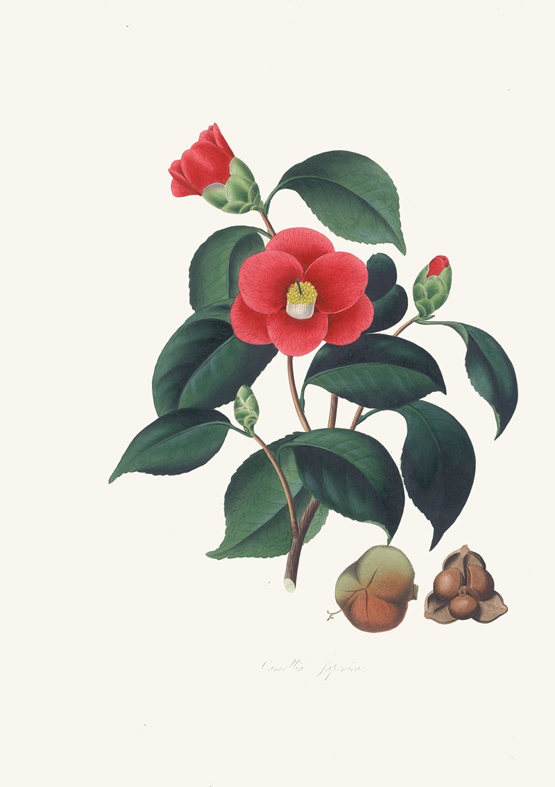 Alfred Chandler - Illustrations and descriptions of the plants which compose the natural order Camellieae Pl.01