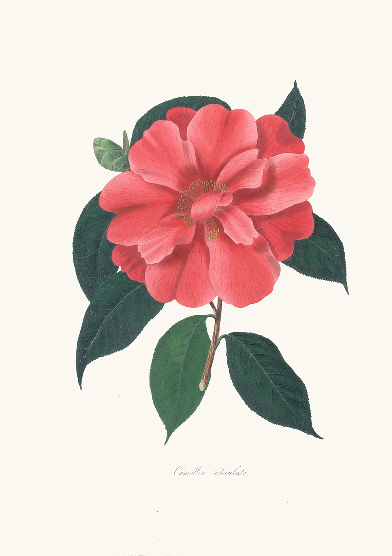 Alfred Chandler - Illustrations and descriptions of the plants which compose the natural order Camellieae Pl.04