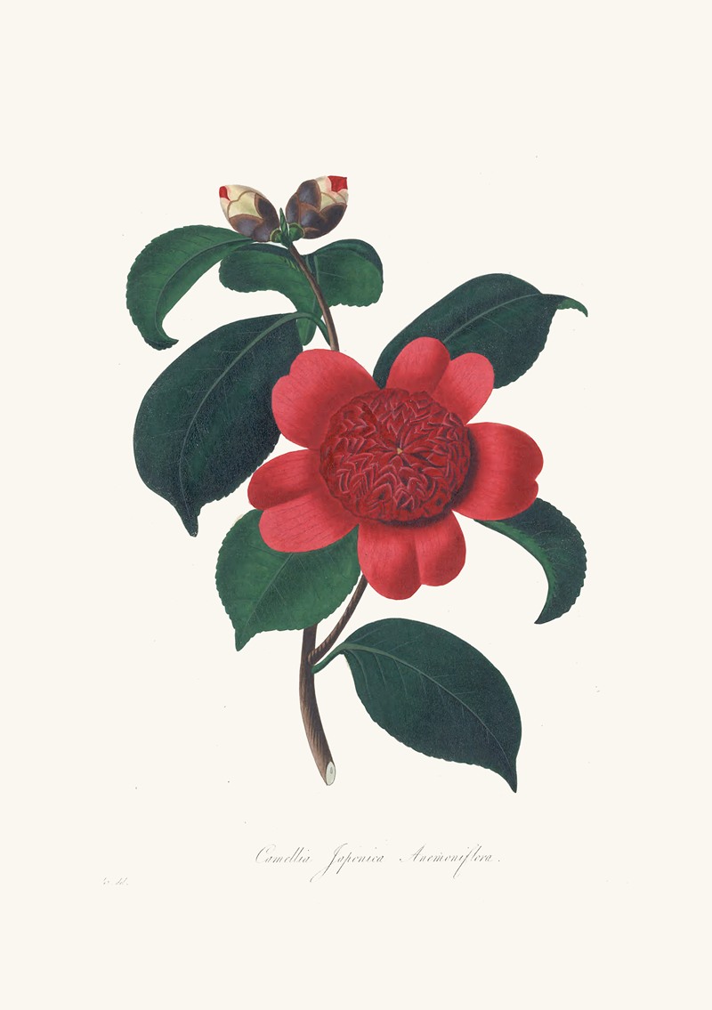 Alfred Chandler - Illustrations and descriptions of the plants which compose the natural order Camellieae Pl.08