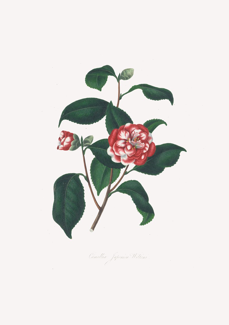 Alfred Chandler - Illustrations and descriptions of the plants which compose the natural order Camellieae Pl.13