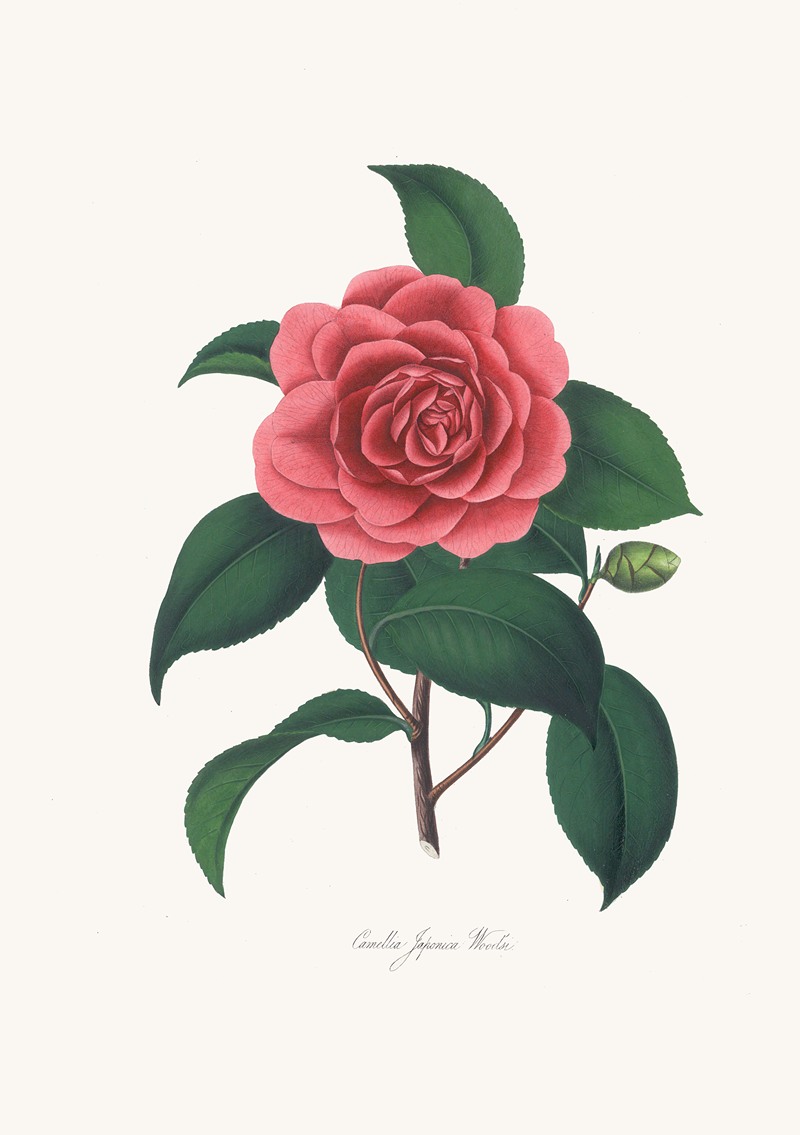 Alfred Chandler - Illustrations and descriptions of the plants which compose the natural order Camellieae Pl.23