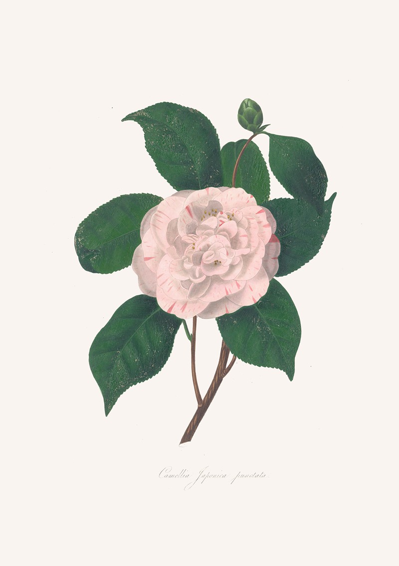 Alfred Chandler - Illustrations and descriptions of the plants which compose the natural order Camellieae Pl.24