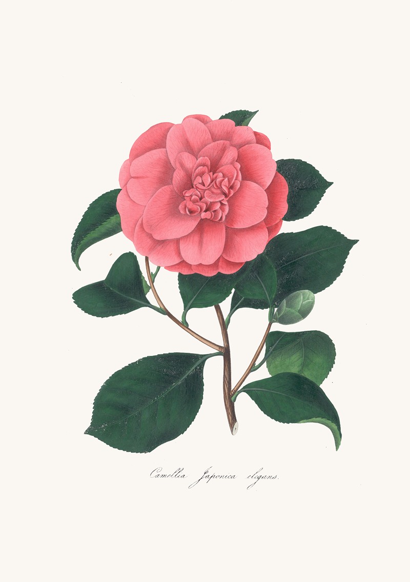 Alfred Chandler - Illustrations and descriptions of the plants which compose the natural order Camellieae Pl.26