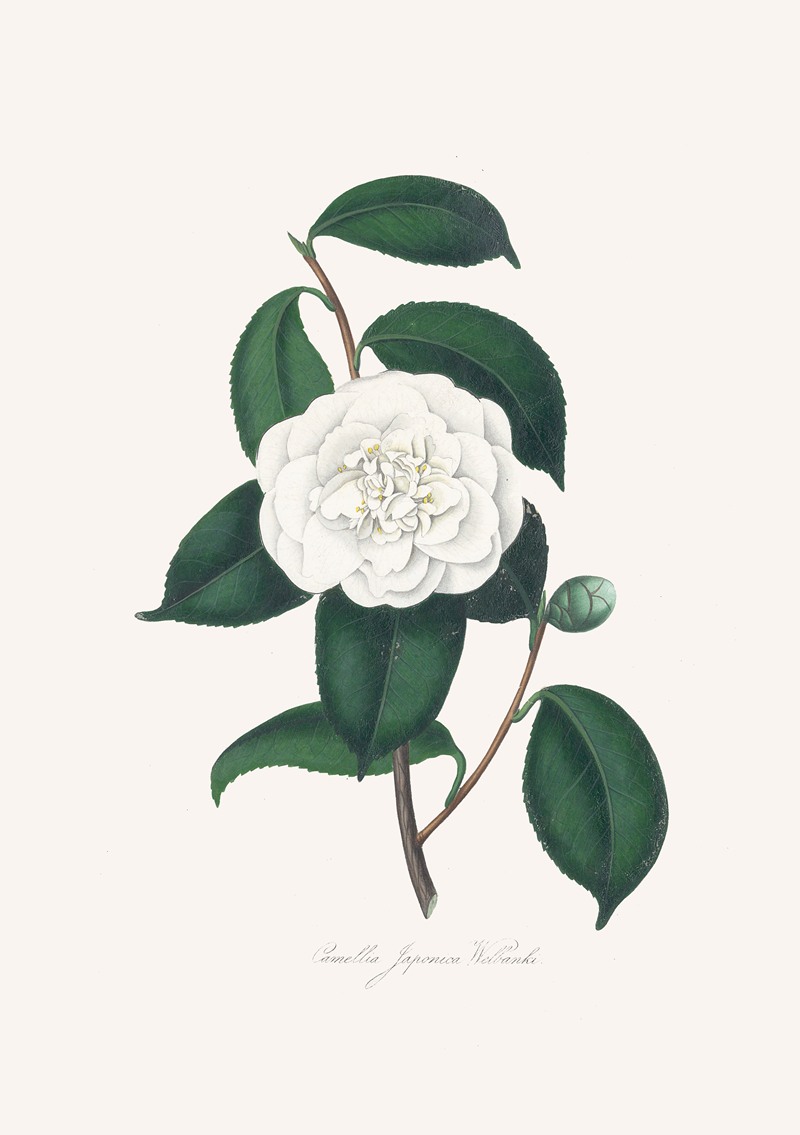 Alfred Chandler - Illustrations and descriptions of the plants which compose the natural order Camellieae Pl.27