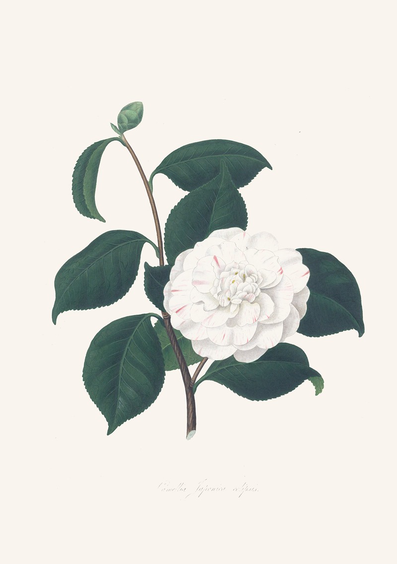 Alfred Chandler - Illustrations and descriptions of the plants which compose the natural order Camellieae Pl.30