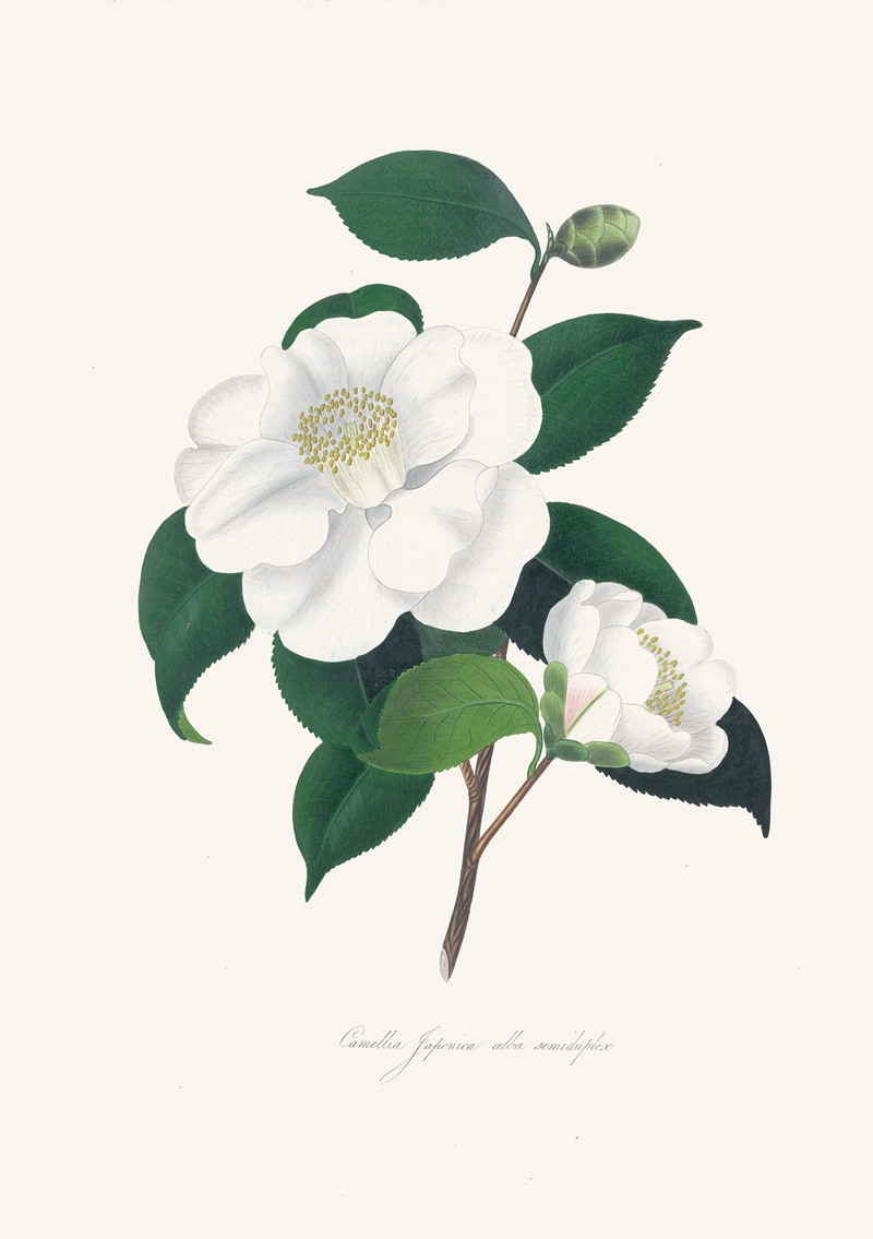 Alfred Chandler - Illustrations and descriptions of the plants which compose the natural order Camellieae Pl.33