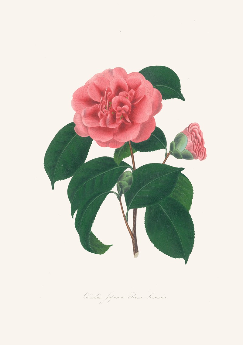 Alfred Chandler - Illustrations and descriptions of the plants which compose the natural order Camellieae Pl.36