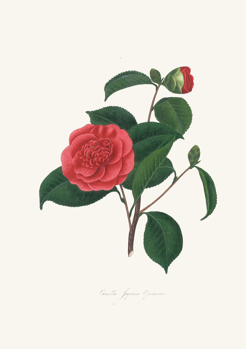 Alfred Chandler - Illustrations and descriptions of the plants which compose the natural order Camellieae Pl.40