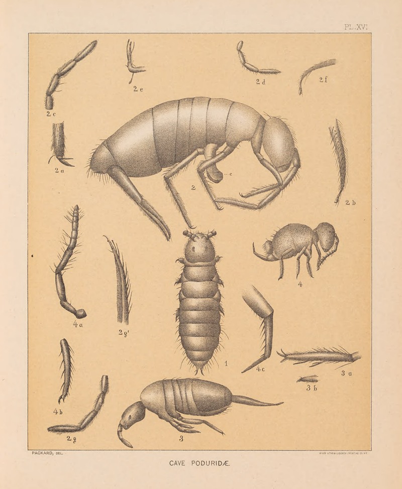 Alpheus Spring Packard - The cave fauna of North America Pl 16