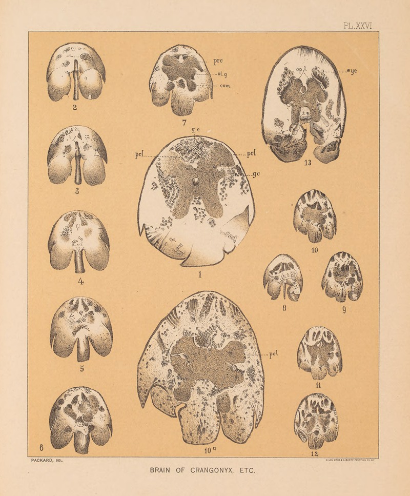 Alpheus Spring Packard - The cave fauna of North America Pl 26