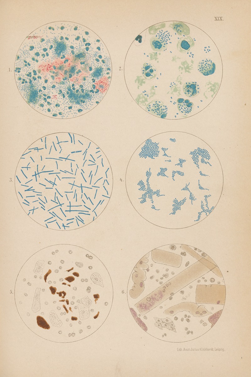 Hermann Rieder - Tubercle Bacilli and Other Bacterium