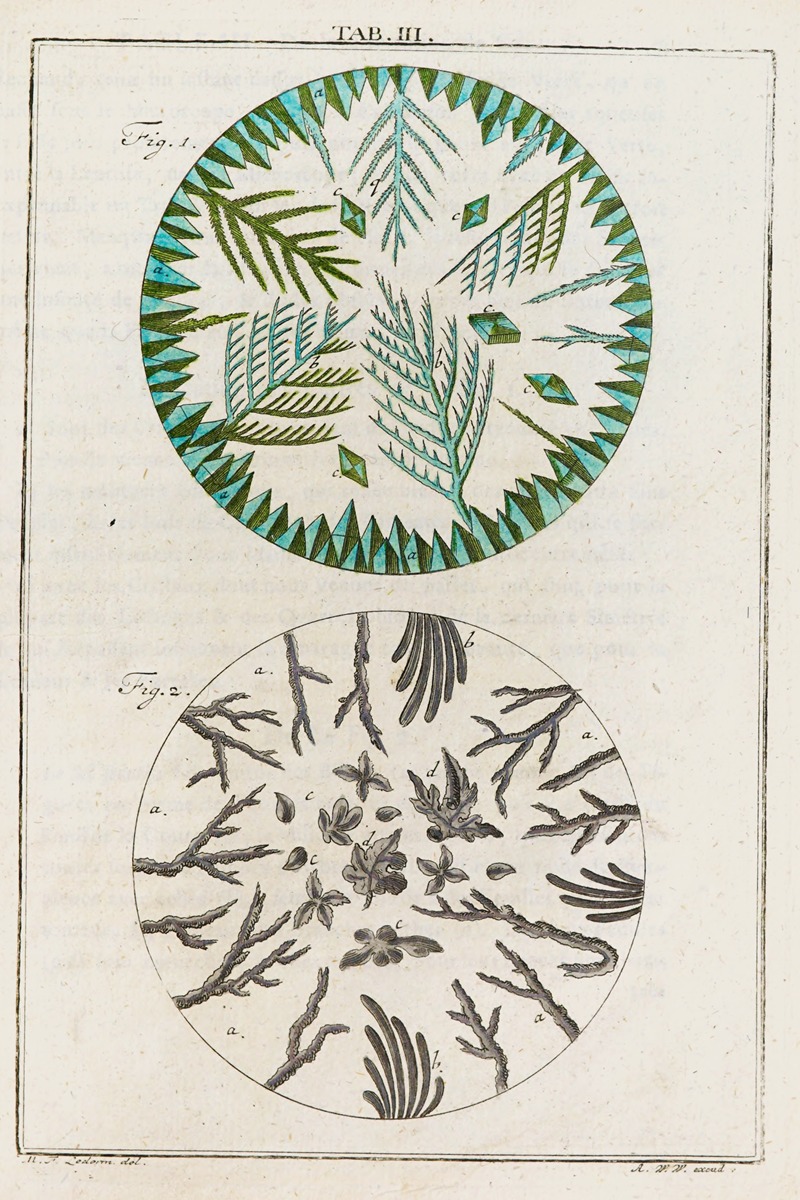 Martin Frobenius Ledermüller - Amusement microscopique tant pour l’esprit, que pour les yeux Pl.004