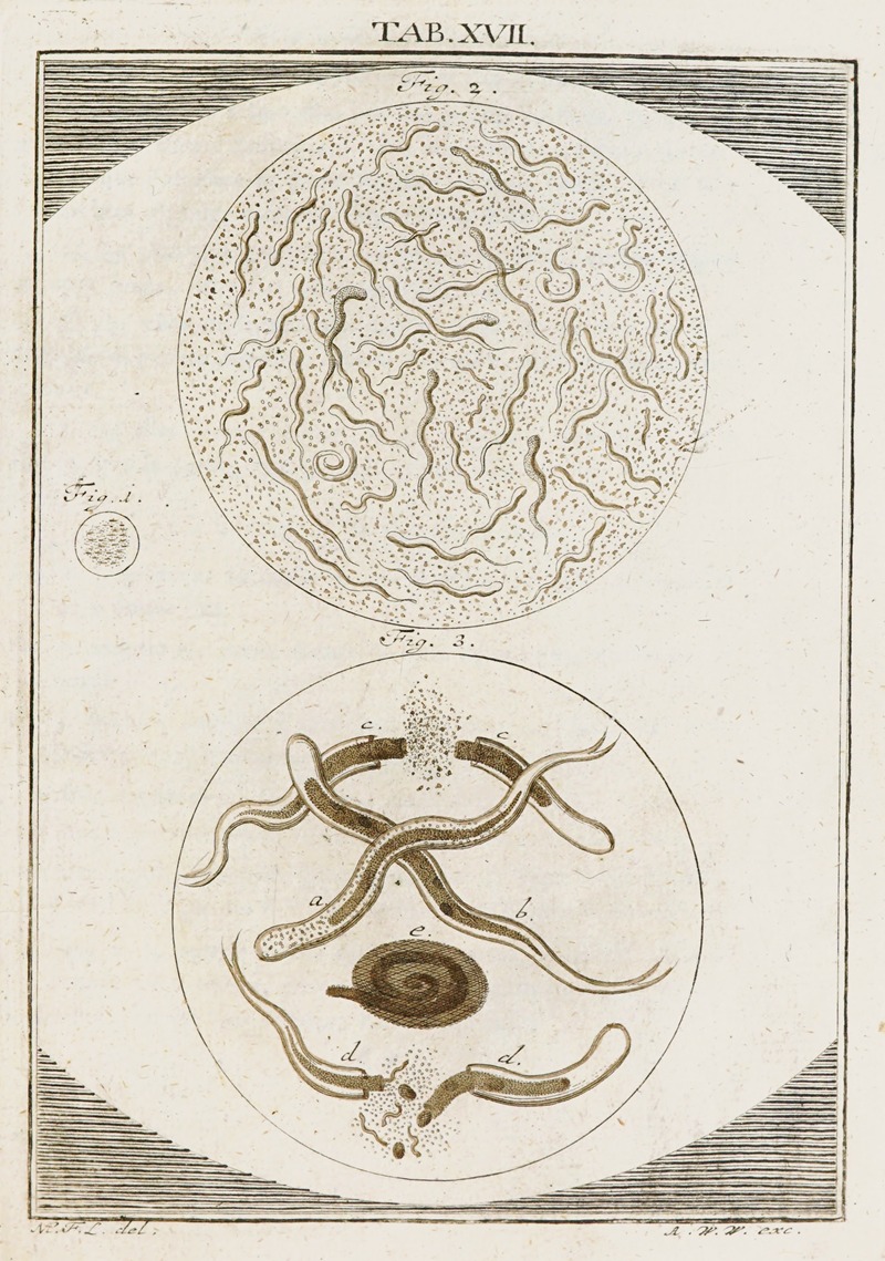 Martin Frobenius Ledermüller - Amusement microscopique tant pour l’esprit, que pour les yeux Pl.018