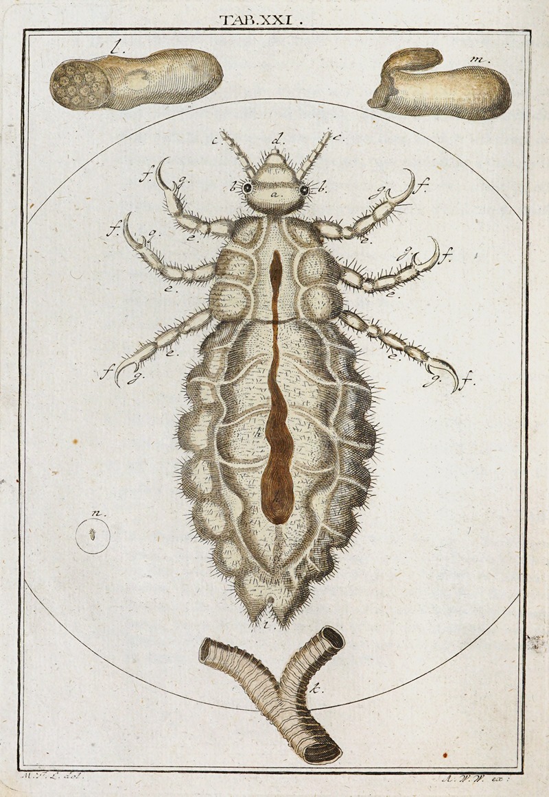 Martin Frobenius Ledermüller - Amusement microscopique tant pour l’esprit, que pour les yeux Pl.022