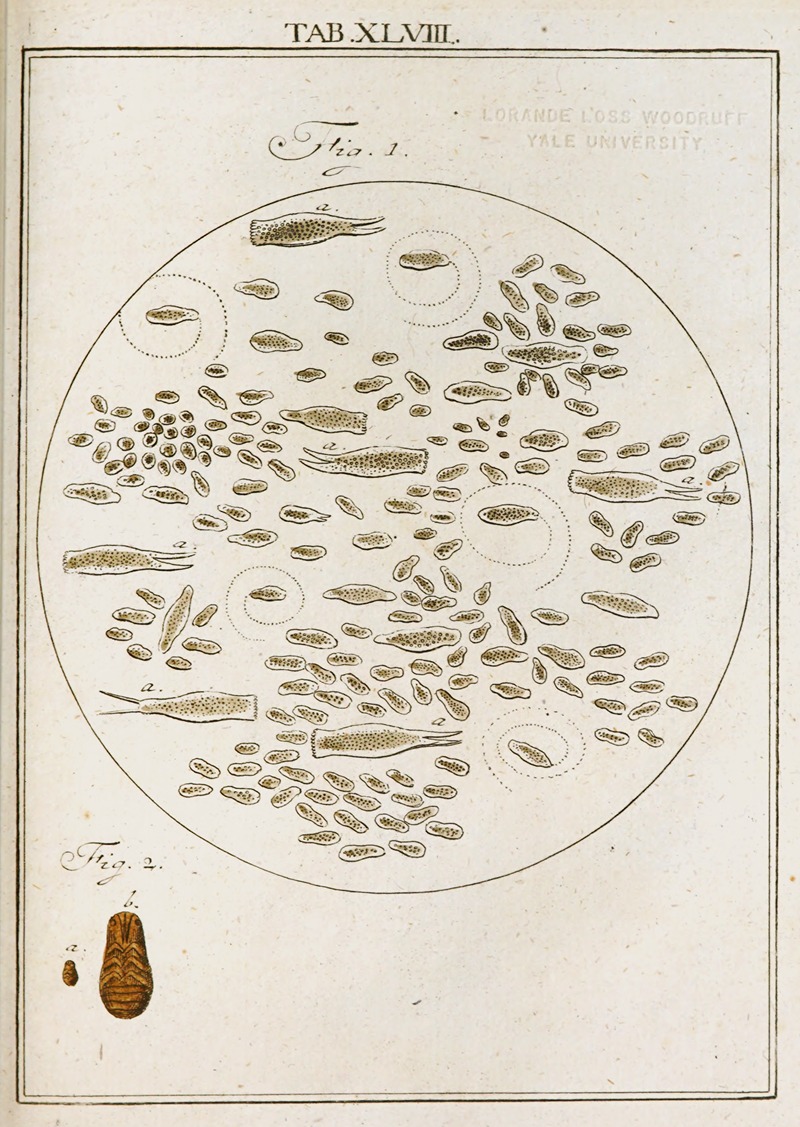 Martin Frobenius Ledermüller - Amusement microscopique tant pour l’esprit, que pour les yeux Pl.048