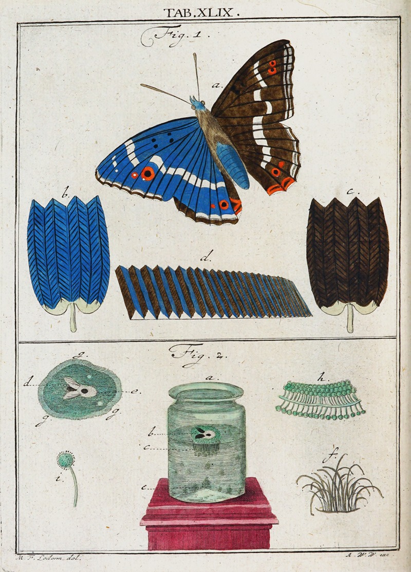 Martin Frobenius Ledermüller - Amusement microscopique tant pour l’esprit, que pour les yeux Pl.049