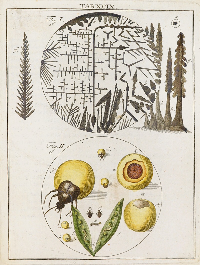 Martin Frobenius Ledermüller - Amusement microscopique tant pour l’esprit, que pour les yeux Pl.099