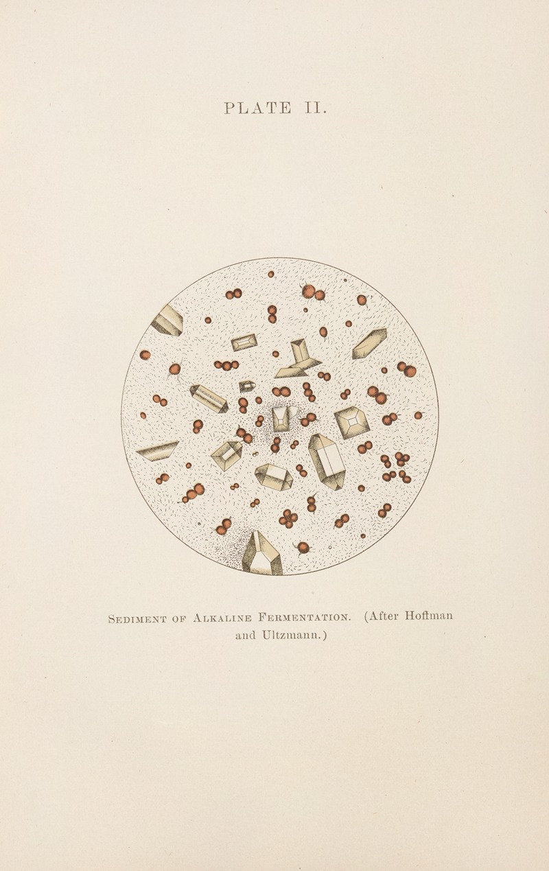 Charles Wesley Purdy - Plate II: Sediment of Alkaline Fermentation