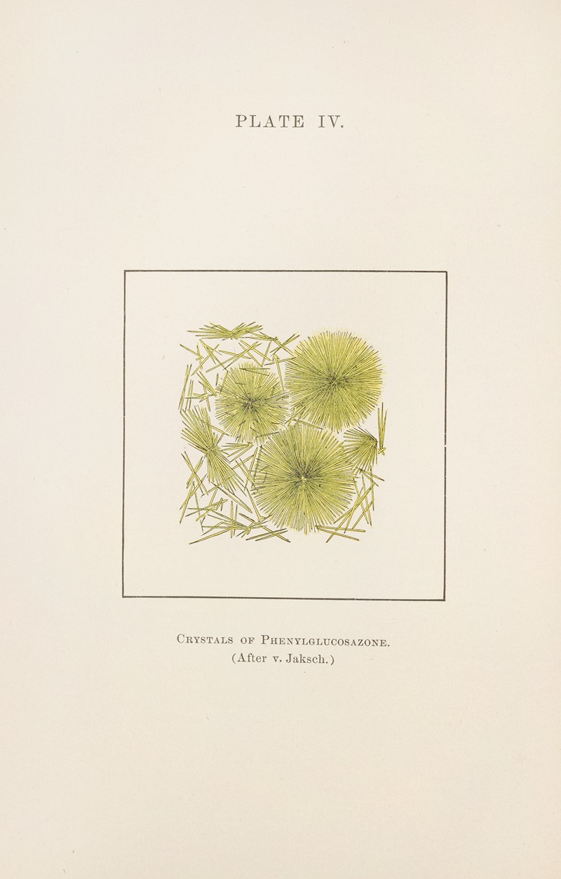 Charles Wesley Purdy - Plate IV: Crystals of Phenylglucosazone