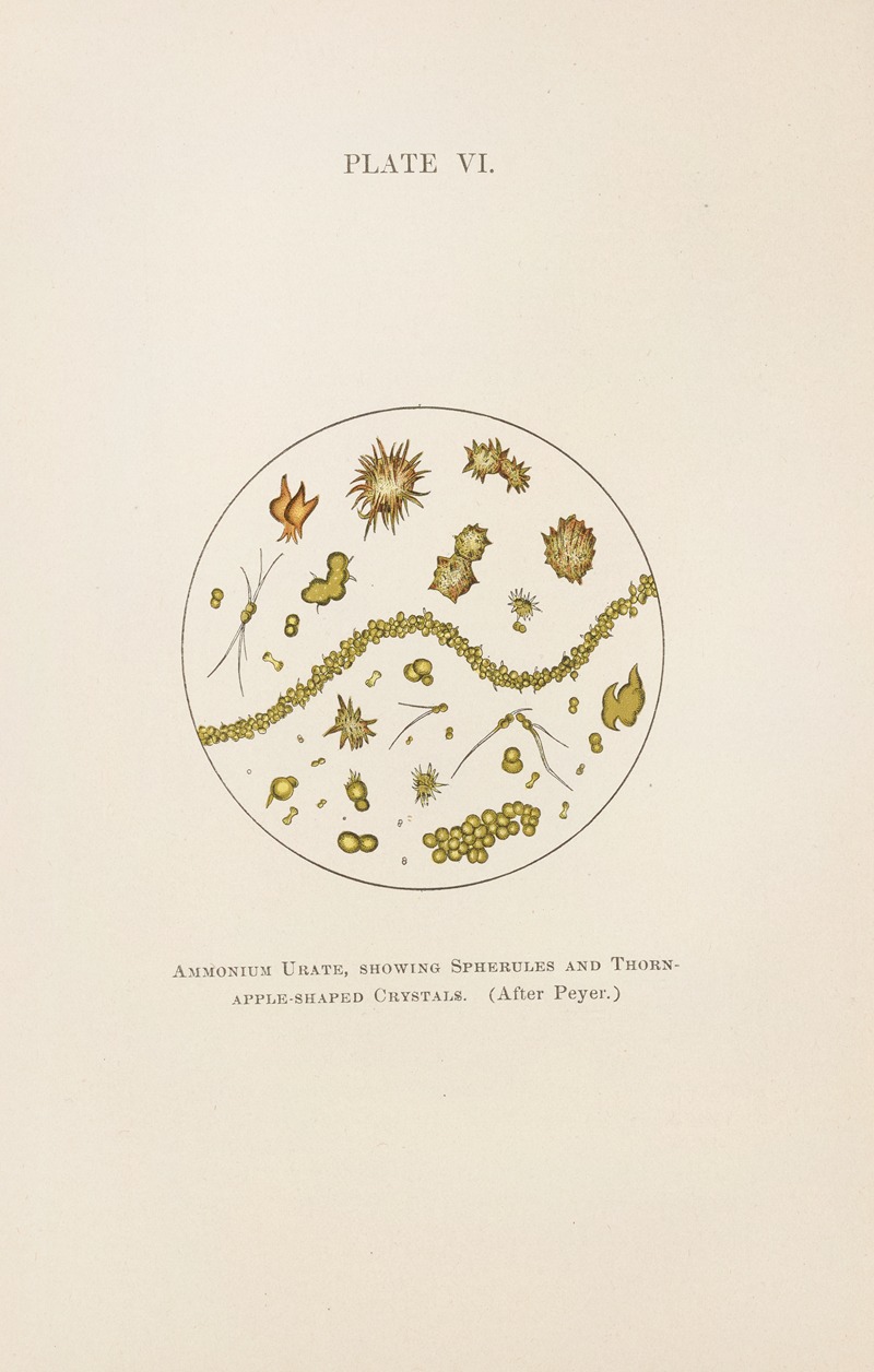 Charles Wesley Purdy - Plate VI: Ammonium Urate, Showing Spherules and Thorn-Apple-Shaped Crystals