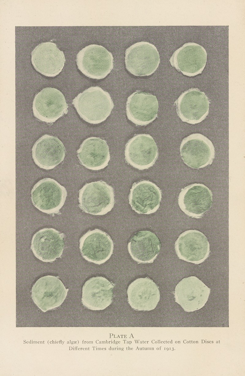 George Chandler Whipple - Plate A: Sediment (chiefly algae) from Cambridge Tap Water