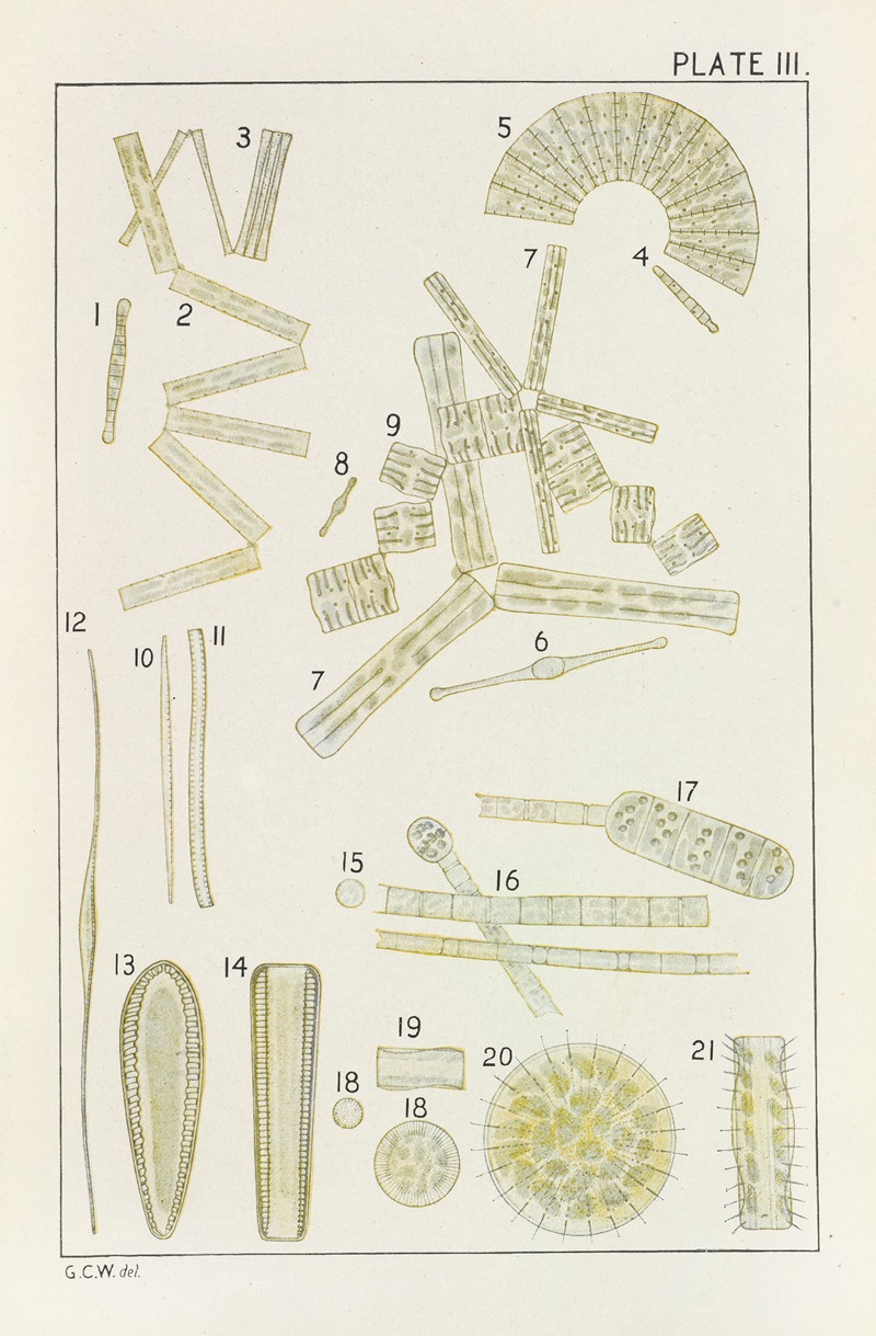 George Chandler Whipple - Plate III: Diatomaceæ