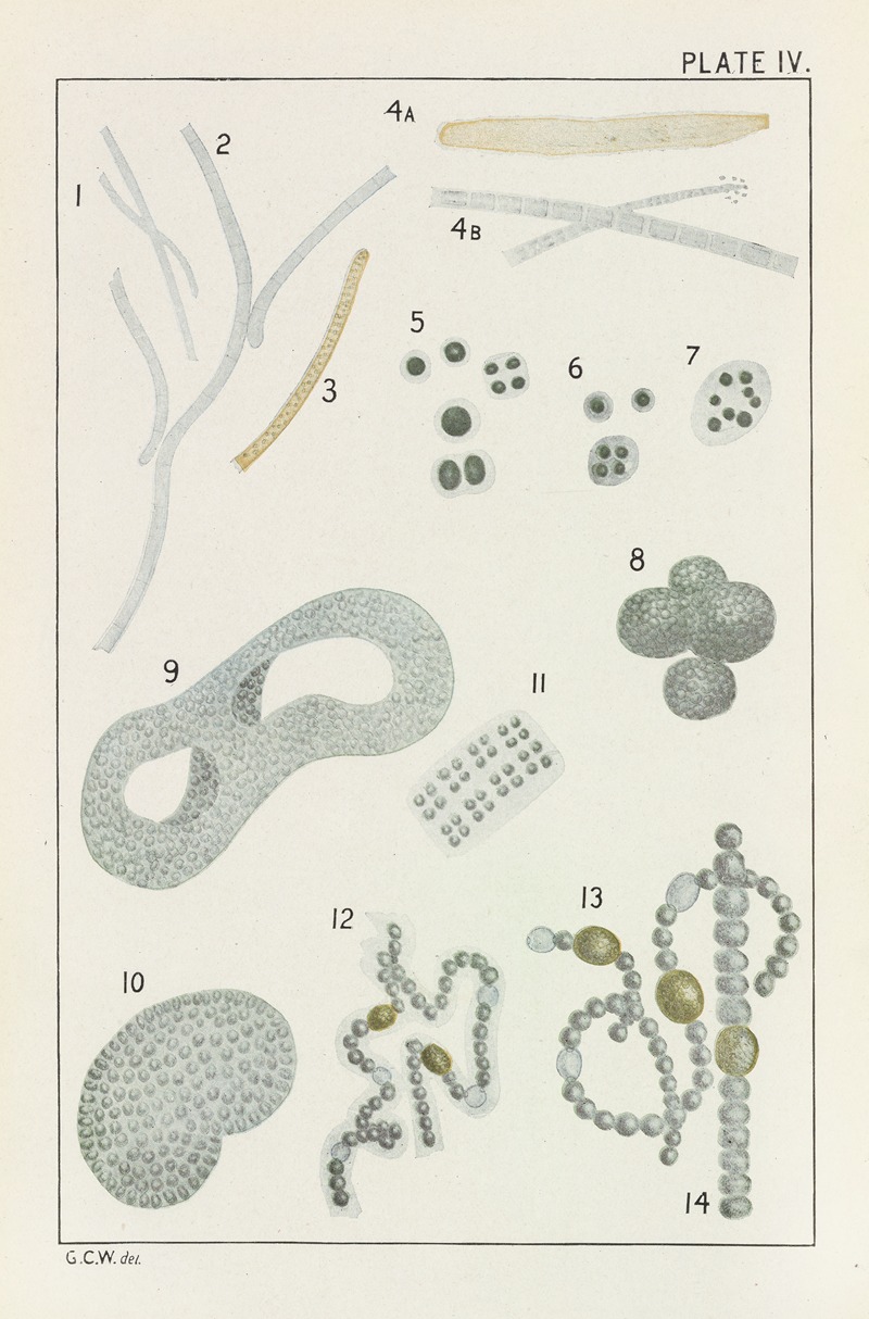 George Chandler Whipple - Plate IV: Schizophyceæ