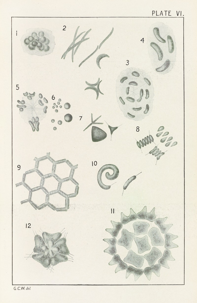 George Chandler Whipple - Plate VI: Chlorophyceæ