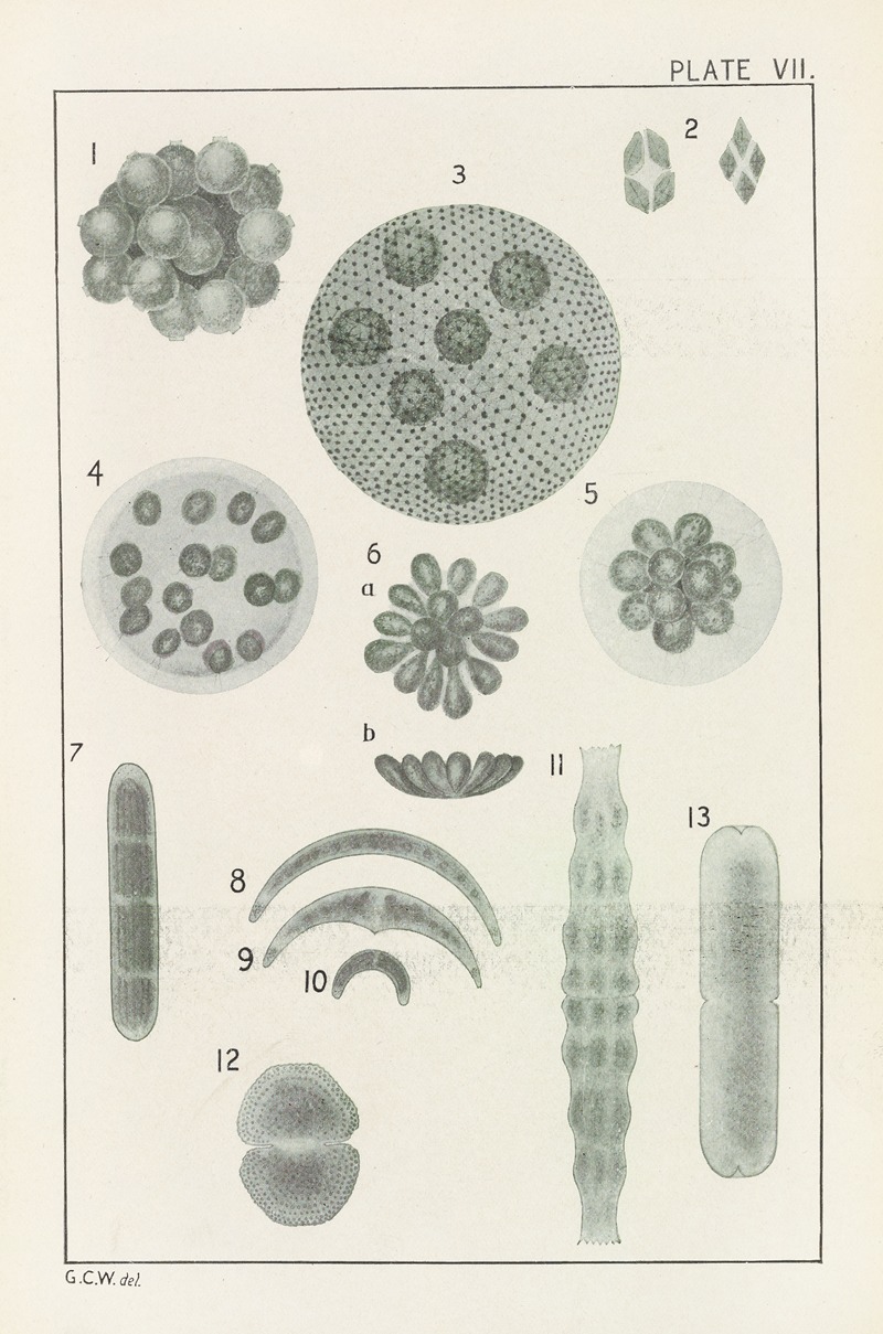 George Chandler Whipple - Plate VII: Chlorophyceæ