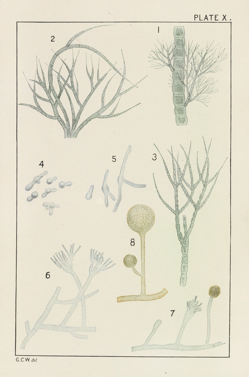 George Chandler Whipple - Plate X: Chlorophyceæ and Fungi