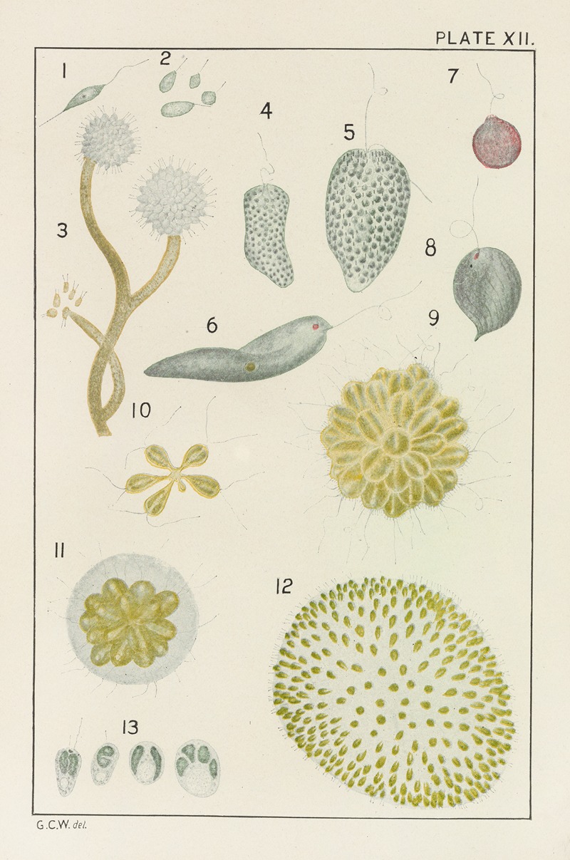 George Chandler Whipple - Plate XII: Protozoa