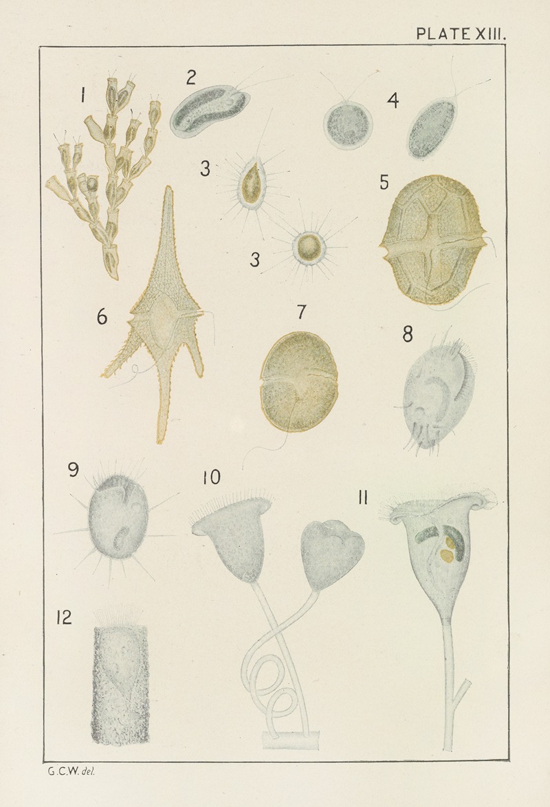 George Chandler Whipple - Plate XIII: Protozoa