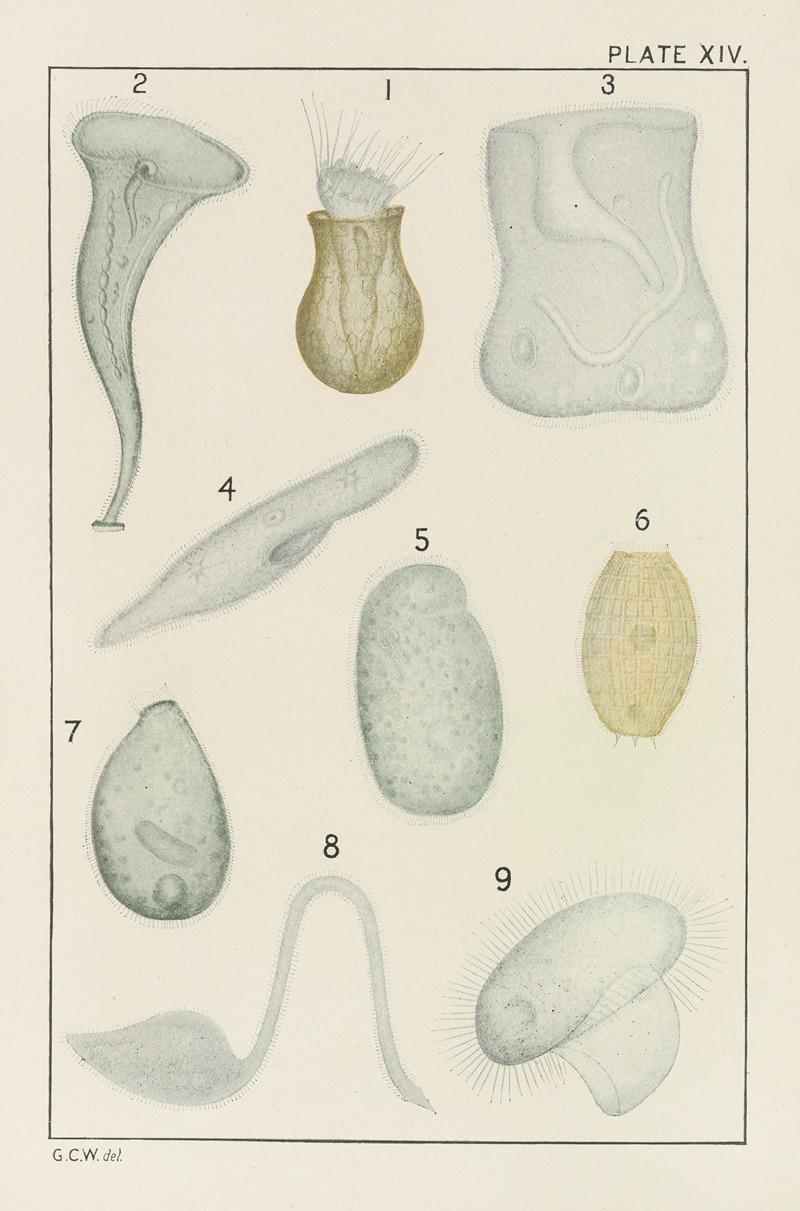 George Chandler Whipple - Plate XIV: Protozoa