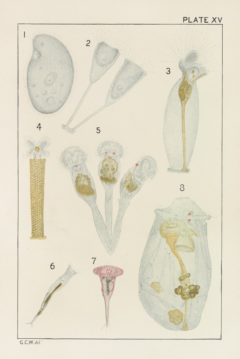 George Chandler Whipple - Plate XV: Protozoa and Rotifera