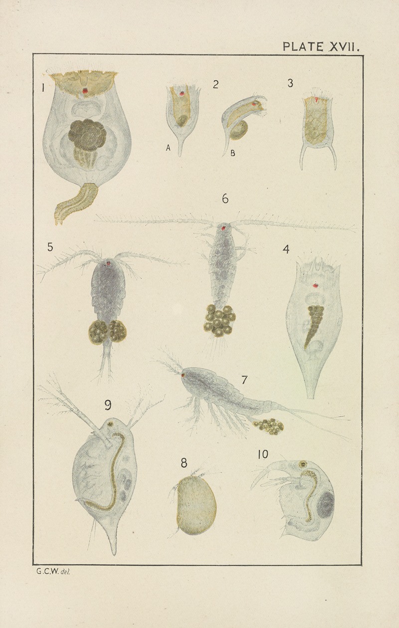 George Chandler Whipple - Plate XVII: Rotifera and Crustacea
