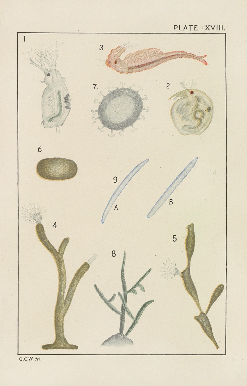 George Chandler Whipple - Plate XVIII: Crustacea, Bryozoa, and Spongidæ