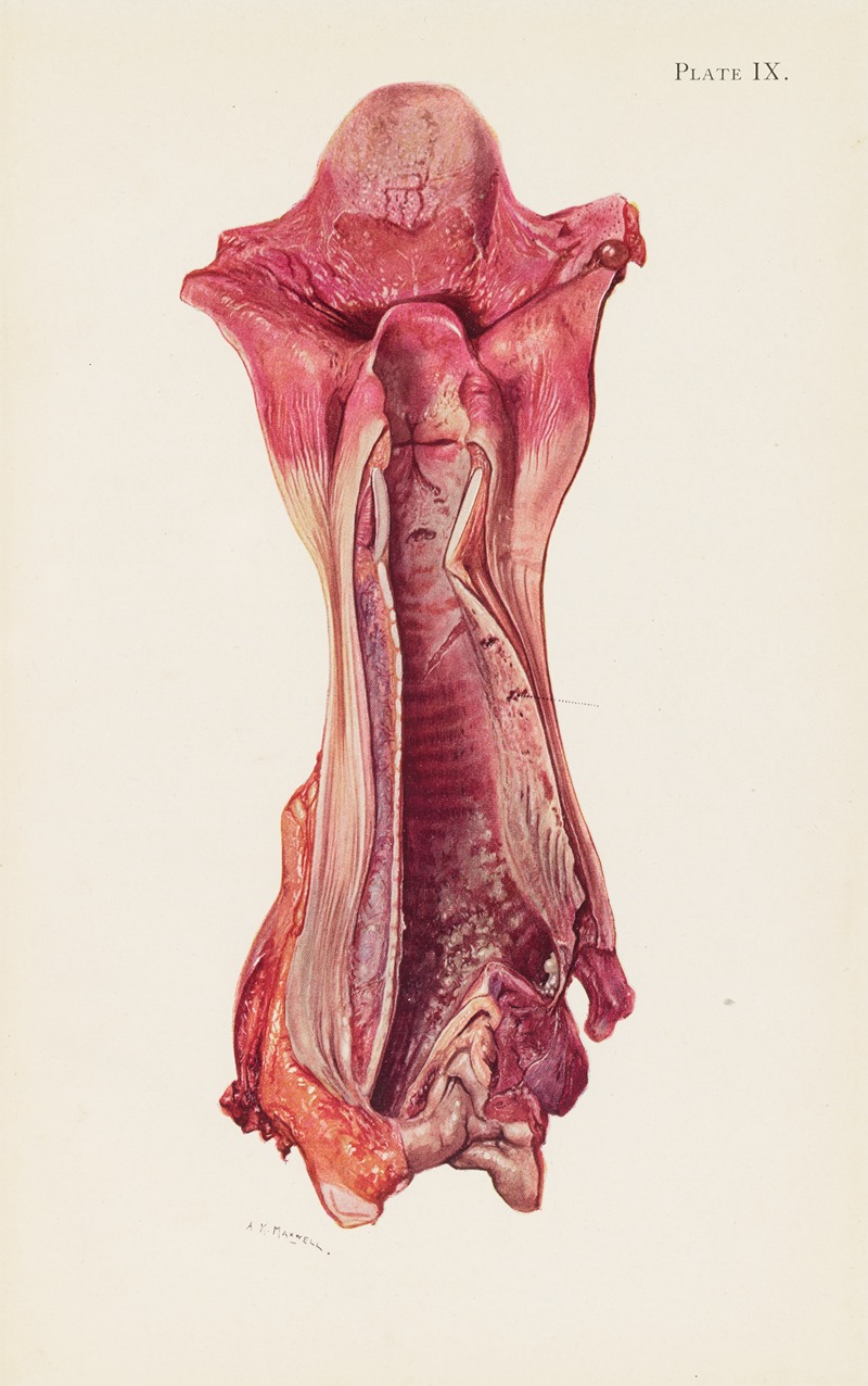 A. Kirkpatrick Maxwell - Plate IX. Ulceration of trachea by mustard gas
