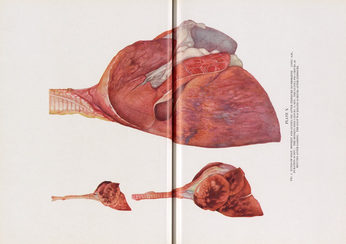 Milton C. Winternitz - Plate X (Fig. 1): Lungs of goat, monkey, and guinea pig after exposure to phosgene.