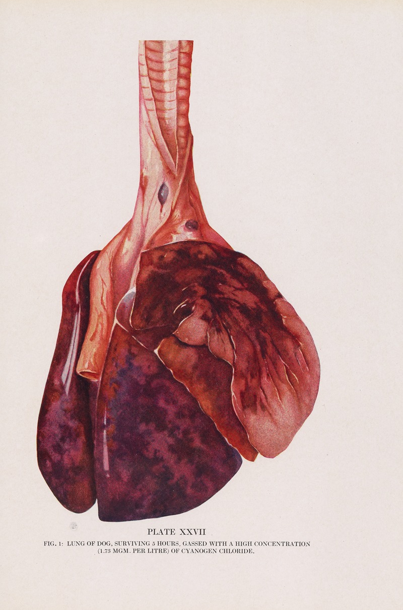 Milton C. Winternitz - Plate XXVII (Fig. 1): Lungs of dog, surviving 5 hours, gassed with a high concentration of cyanogen chloride.