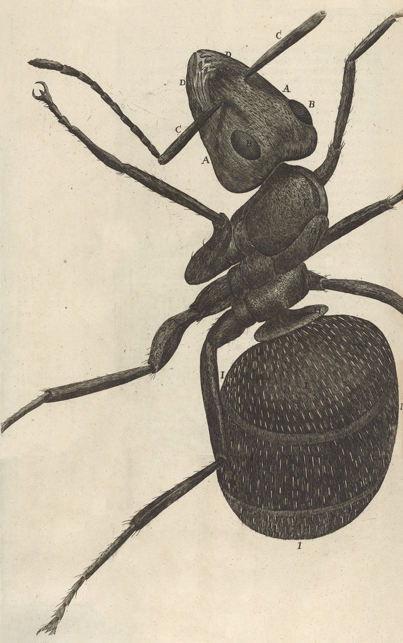 Robert Hooke - Microscopic view of an ant or pismire